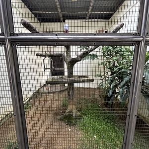Plum-headed Parakeet Aviary
