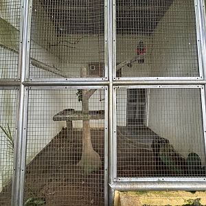 Pesquet’s Parrot Aviary