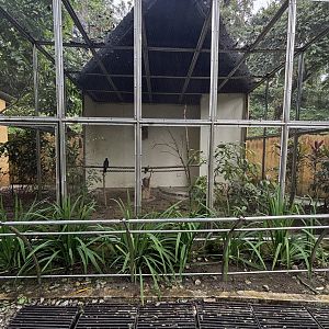 White-throated Toucan Aviary