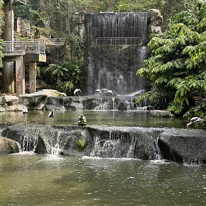 Waterfall Aviary
