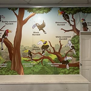 Hornbill Mural