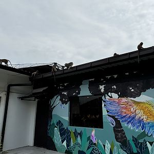 Wild Crab-eating Macaques on gift shop