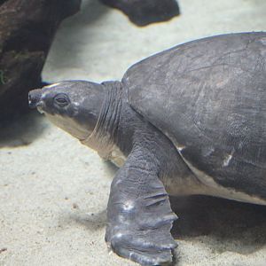 Fly river turtle (Carettochelys insculpta)