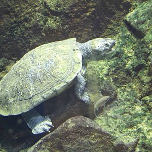 Madagascar Big-headed Turtle (Erymnochelys madagascariensis)