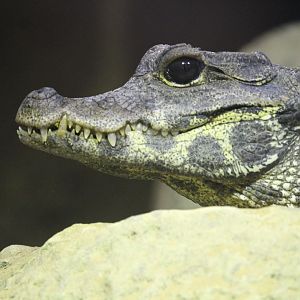 West African dwarf crocodile (Osteolaemus tetraspis)
