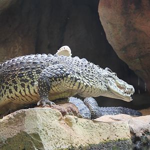 Cuban Crocodile (Crocodylus rhombifer)
