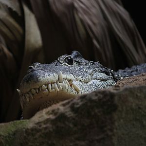 Cuban Crocodile's gnarly teeth