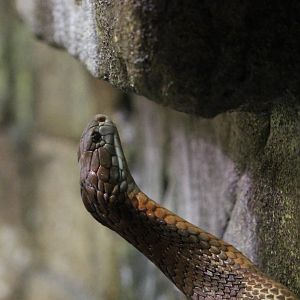 King cobra (Ophiophagus hannah)