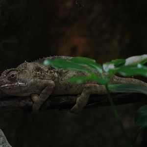 Minor’s Chameleon (Furcifer minor)