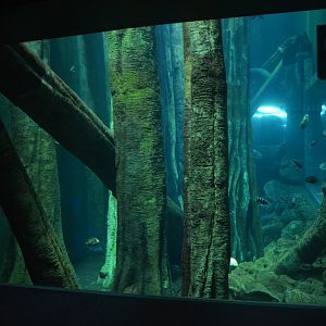 Tank "el gran rio mundo"