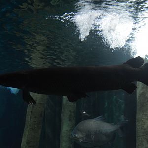 Atractosteus spatula