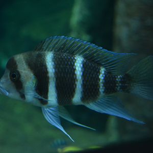 Cyphotilapia frontosa