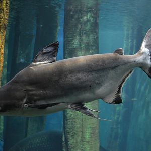 Pangasius sanitwongsei