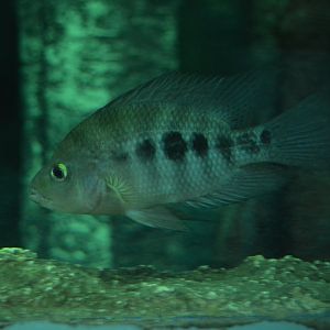 Ptychochromis grandidieri