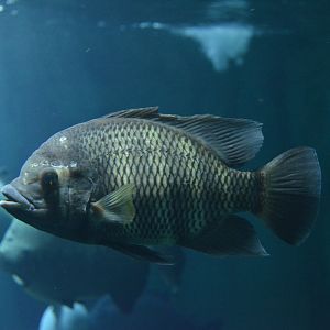 Tilapia buttikoferi