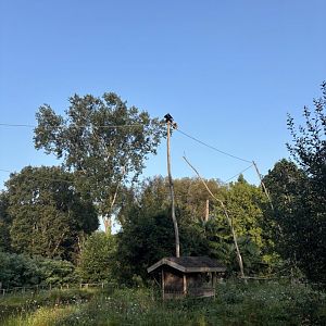 Gibbon island with access to nearby trees