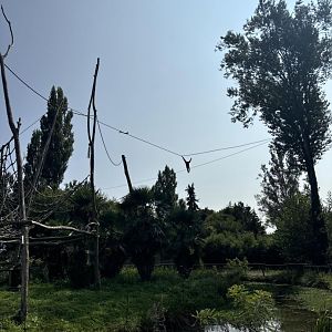 Gibbon island with access to nearby trees