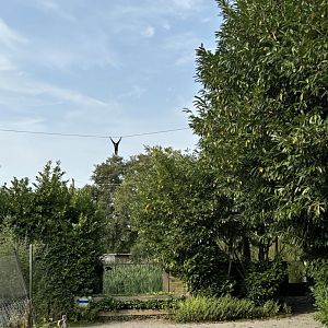 Gibbon above the visitor trail