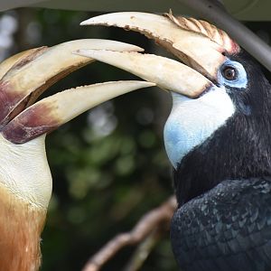 Papuan Hornbills (Rhyticeros plicatus)