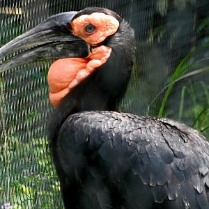 Southern Ground Hornbill (Bucorvus leadbeateri)