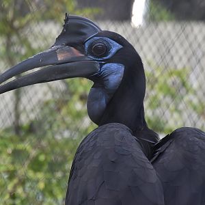 Abyssinian Ground Hornbill (Bucorvus abyssinicus)
