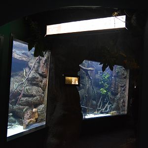 Congo River aquariums