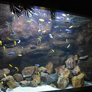 Malawi lake cichlids tank