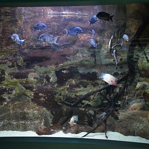 Malagasy cichlids tank
