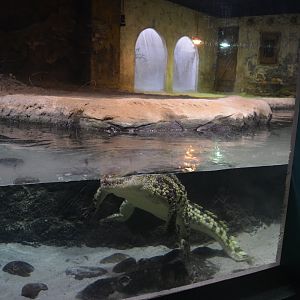 Nile crocodile exhibition