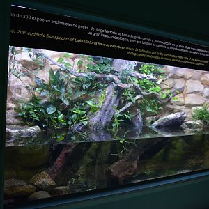 Lake Victoria tank