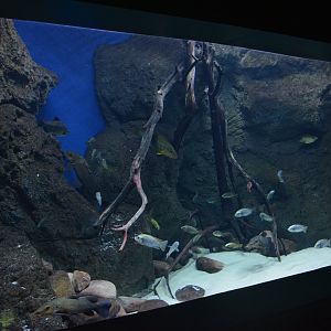 Lake Malawi tank