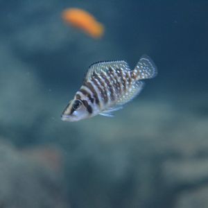 Altolamprologus compressiceps