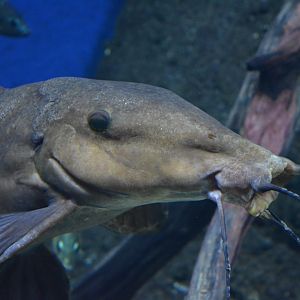 Auchenoglanis occidentalis