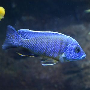 Aulonocara hansbaenschi