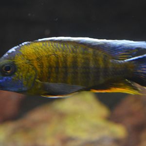 Aulonocara stuartgranti