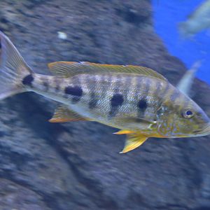 Boulengerochromis microlepis