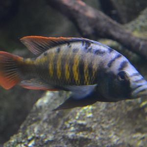Haplochromis nyererei