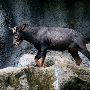 Indochinese Serow