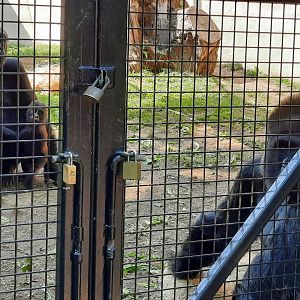 Kebi, Kunda and Mokolo