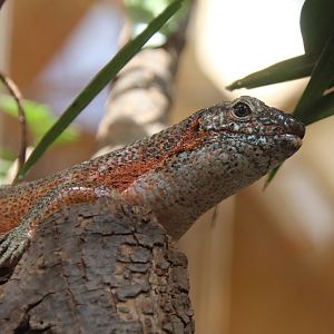 Southeastern girdled lizard (Zonosaurus maximus)
