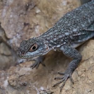 Duméril's madagascar swift (Oplurus quadrimaculatus)