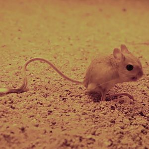 Lesser egyptian jerboa (Jaculus jaculus)