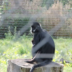 Francois' Langur