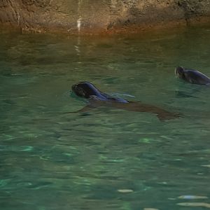 California Sea Lion Pup