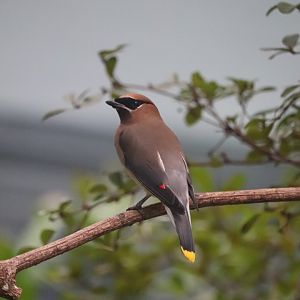 Bird House - Cedar Waxwing