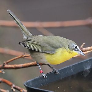 Bird House - Yellow-Breasted Chat