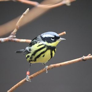 Bird House - Magnolia Warbler