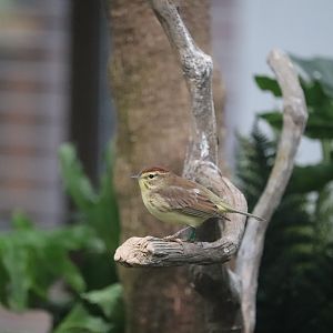 Bird House - Palm Warbler