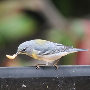 Bird House - Northern Parula
