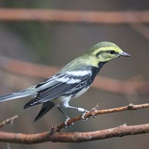 Bird House - Black-Throated Green Warbler